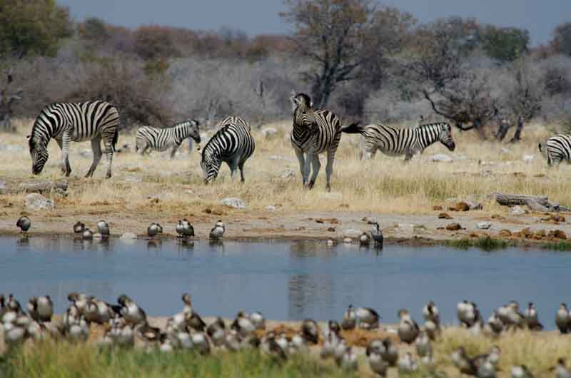 146 - Namibia - cebras - parque nacional de Etosha